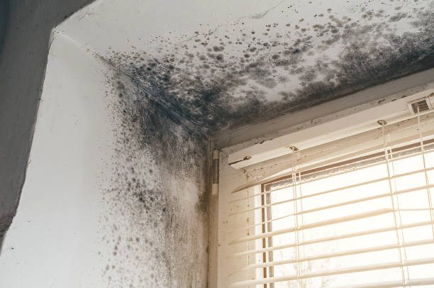 Affordable Mold Inspection And Testing solutions in Salix, PA
